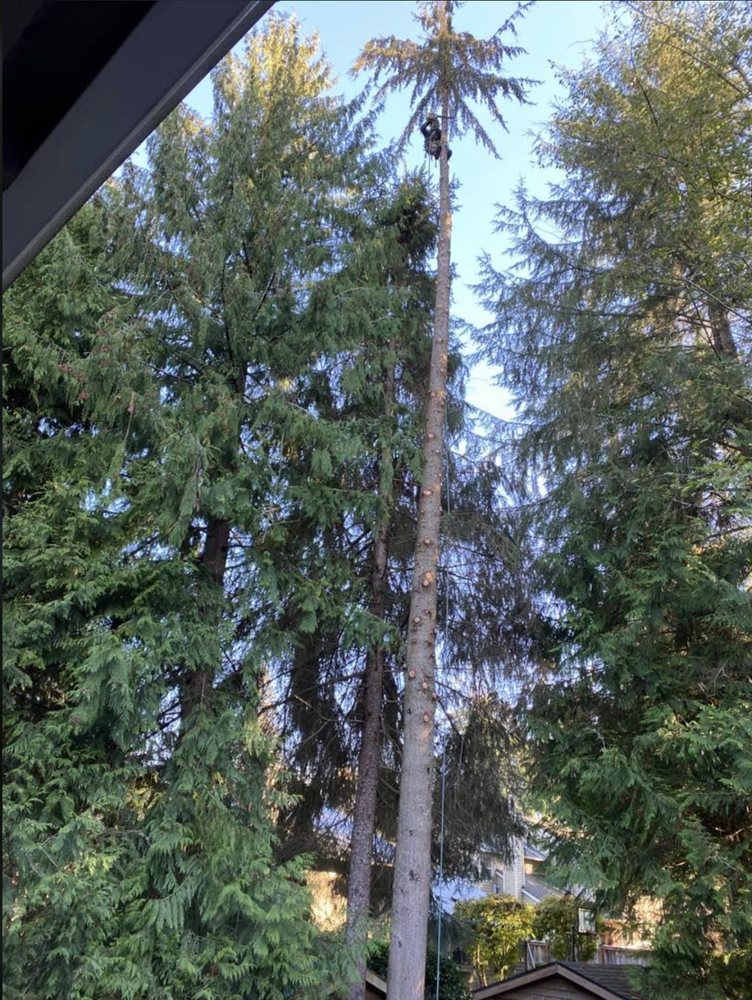 Beckner Tree Care - tree service in Issaquah, WA