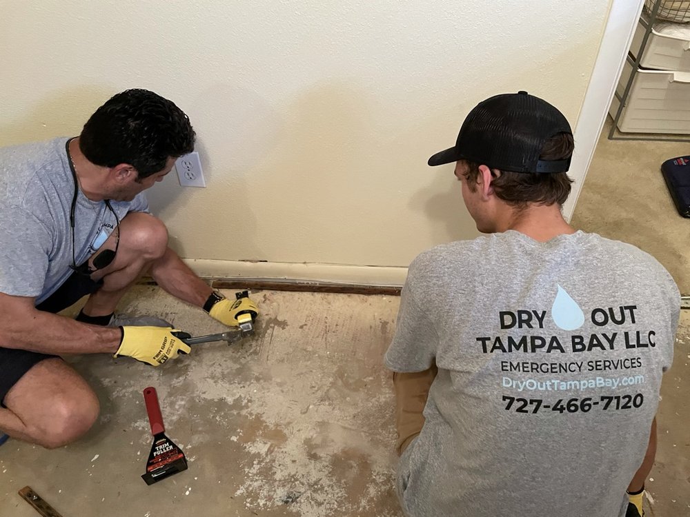 Dry Out Tampa Bay - mold inspector in Safety Harbor, FL