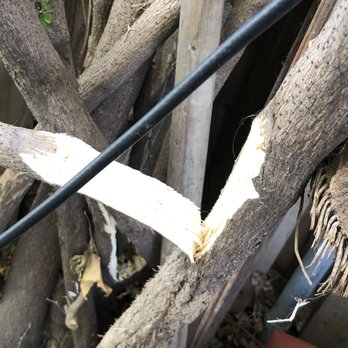 D & S Termite & Pest Control - Pest Control Near Me - Spring Valley, California D & S Termite & Pest Control - Pest Control Near Me - Spring Valley, California