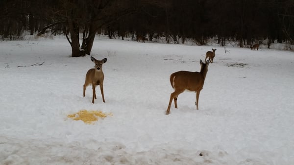 Whitnall Park by null