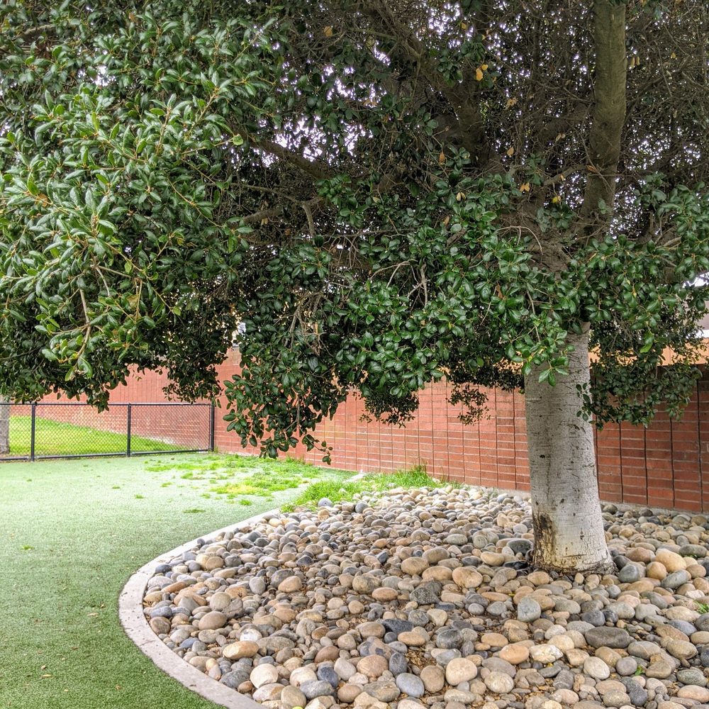 Fake grass, real grass, rocks Fake grass, real grass, rocks