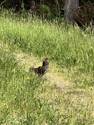 Willapa National Wildlife Refuge by null