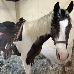 Mystic Canyon Stable - Charlie Western Saddle.