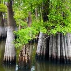 Atchafalaya Basin Bridge