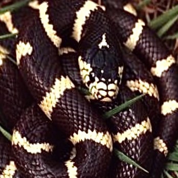 Sabrinas Reptile Kingdom - Pet Stores Near Me - Cumberland, Rhode Island Sabrinas Reptile Kingdom - Pet Stores Near Me - Cumberland, Rhode Island