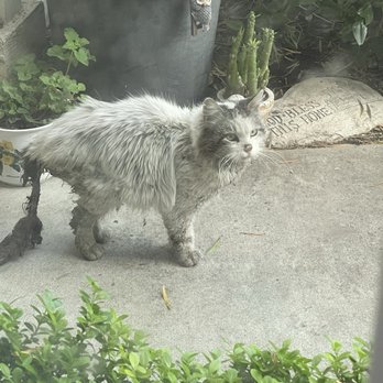 Homecoming at Eastvale - Feral Cat that neighbors banded together to attempt to rescue. Homecoming does nothing for the feral cat population here. - Apartments Near Me - Eastvale, California Homecoming at Eastvale - Feral Cat that neighbors banded together to attempt to rescue. Homecoming does nothing for the feral cat population here. - Apartments Near Me - Eastvale, California