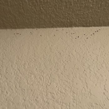 Lark Sacramento - Dead ants when I moved in - University Housing Near Me - Sacramento, California