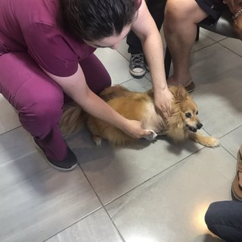 Hospivet - Daniella giving our Pomeranian LuLu some luv and showing us how to care for her after surgery - Veterinarians Near Me - Tijuana, BCN Hospivet - Daniella giving our Pomeranian LuLu some luv and showing us how to care for her after surgery - Veterinarians Near Me - Tijuana, BCN