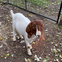Muddy Paws Farm Rescue - Dindu
