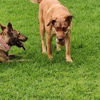 Pat Merritt Dog Park - Sheeba with ball! - Dog Parks Near Me - Riverside, California Pat Merritt Dog Park - Sheeba with ball! - Dog Parks Near Me - Riverside, California
