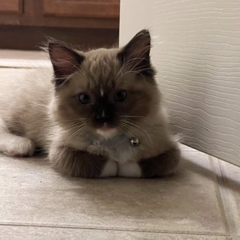 Ragdoll Ranch - Isla - Pet Breeders Near Me - Reno, Nevada Ragdoll Ranch - Isla - Pet Breeders Near Me - Reno, Nevada