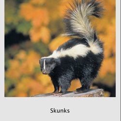 Envirocritter - Skunks