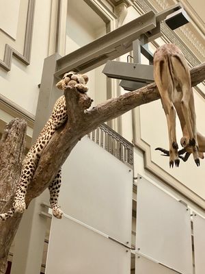 Smithsonian National Museum of Natural History by null