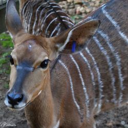 North Georgia Wildlife Park