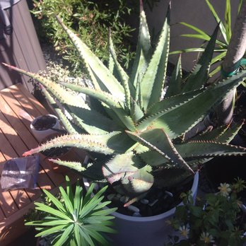 Venice Plants - Nurseries & Gardening Near Me - Venice, California Venice Plants - Nurseries & Gardening Near Me - Venice, California