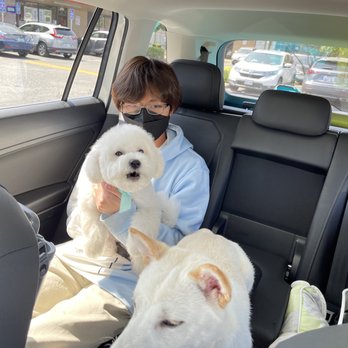 Kiyomi Pet - Just pick up my puppy from shop after his 1st hair cut - Pet Groomers Near Me - San Gabriel, California