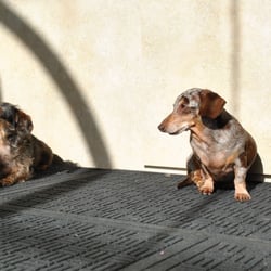 Treats & Tips - Annie and Hannah