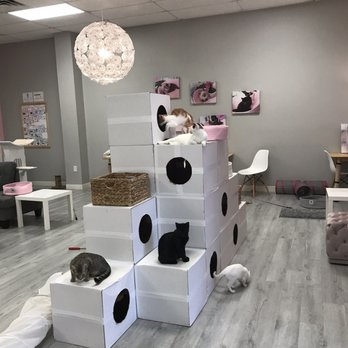 Frisky Cat Cafe - The play area with many cute kitties - Cafes Near Me - St. Augustine, Florida