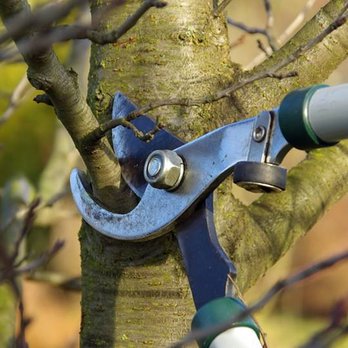 Gregalls Tree Service - Tree Services Near Me - Baton Rouge, Louisiana Gregalls Tree Service - Tree Services Near Me - Baton Rouge, Louisiana