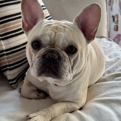 Southern Oaks Animal Hospital Giftly Beautiful Gift Card Alternative