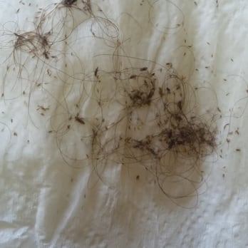 Rosiee Bugz Lice Salon - A lice check - Lice Services Near Me - Lemon Grove, California Rosiee Bugz Lice Salon - A lice check - Lice Services Near Me - Lemon Grove, California