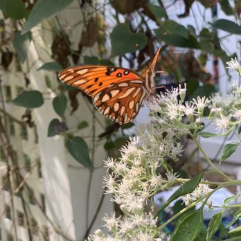 Lost River Cave - Gorgeous butterfly - Boat Tours Near Me - Bowling Green, Kentucky Lost River Cave - Gorgeous butterfly - Boat Tours Near Me - Bowling Green, Kentucky