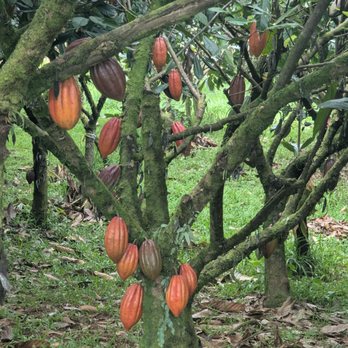 Lavaloha - Chocolatiers & Shops Near Me - Hilo, Hawaii Lavaloha - Chocolatiers & Shops Near Me - Hilo, Hawaii