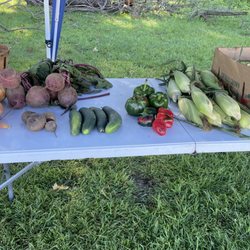 Total Fresh Express - Corn,cucumbers,peppers