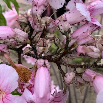 Moon Valley Nurseries - Infestation-and it's NOT wisteria, nor is it purple! - Landscaping Near Me - Escondido, California