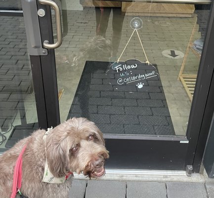 Cellar DOG by null