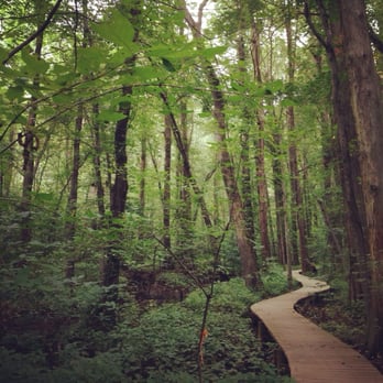 Battle Creek Cypress Swamp - Pretty boardwalk through the swamp. - Hiking Near Me - Prince Frederick, Maryland