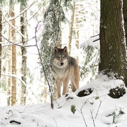 Blue Mountain Wolves Sanctuary - Wolfdog Kumara enjoying the fresh snow. :)