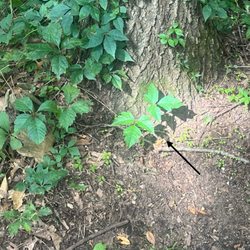 Fort Custer State Recreation Area - Poison Ivy!! All over every campsite!
