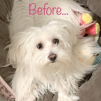 Orange Grooming - Luna, before her first haircut. - Pet Groomers Near Me - Miami, Florida