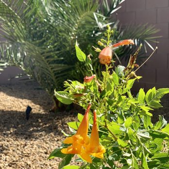 Anthem Landscape & Design - Landscaping Near Me Anthem Landscape & Design - Landscaping Near Me