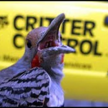 Critter Control - Pest Control Near Me