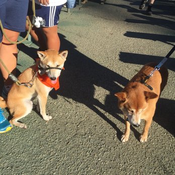 Wiggle Waggle Walk - Community Service/Non-Profit Near Me - Pasadena, California Wiggle Waggle Walk - Community Service/Non-Profit Near Me - Pasadena, California