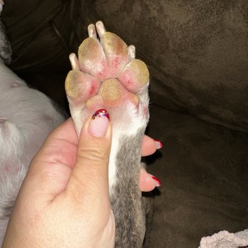 Angie's Mobile Pet Styling - Pet Groomers Near Me
