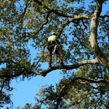 TreeEx - weight reduction - Tree Services Near Me - Santa Rosa, California TreeEx - weight reduction - Tree Services Near Me - Santa Rosa, California