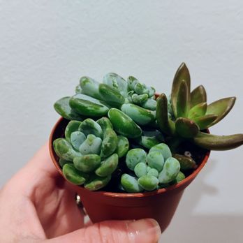 La Fleuraison - Cute arrangement I bought for $6.99. I repotted and separated them to give them more space. - Florists Near Me - Montreal, Quebec La Fleuraison - Cute arrangement I bought for $6.99. I repotted and separated them to give them more space. - Florists Near Me - Montreal, Quebec