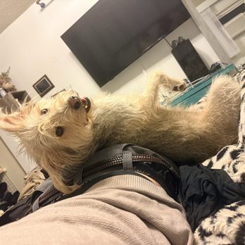 I C A R E Dog Rescue - Animal Shelters Near Me - Corona, California I C A R E Dog Rescue - Animal Shelters Near Me - Corona, California