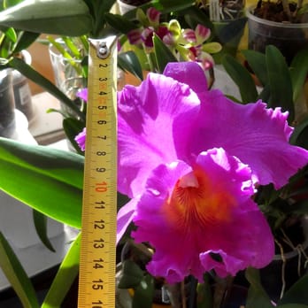 Currlin Orchideen - The second XXL Catt i bought last year 2014 from Currlin Orchideen. These are the rebloomed Flowers already in my possession this year 2015. - Flowers & Gifts Near Me - Welbhausen - Uffenheim, BY