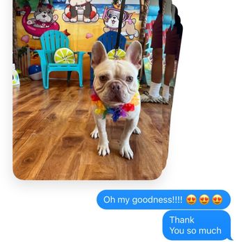 Unity Bulldogs Pet Grooming - Pet Groomers Near Me - San Jose, California Unity Bulldogs Pet Grooming - Pet Groomers Near Me - San Jose, California