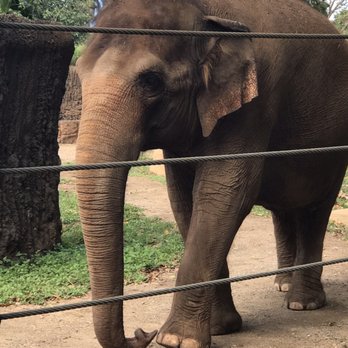 Honolulu Zoo - Elephant up close! So gentle creatures - Zoos Near Me - Honolulu, Hawaii
