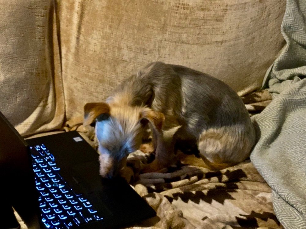 RISING SUN VETERINARY CLINIC Updated October 2024 16 Photos & 91 Reviews 635 E Oakton St