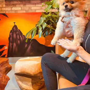 tap | 100% Gluten-Free Sandwiches & Açaí Bowls | Brickell - Doggy enjoying the Brazilian getaway! - Brazilian Near Me - Miami, Florida