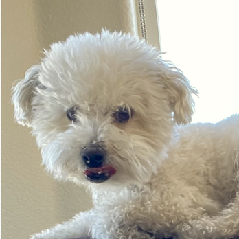 D-Tails Pet Spa - Milo Before - Pet Groomers Near Me - Las Vegas, Nevada D-Tails Pet Spa - Milo Before - Pet Groomers Near Me - Las Vegas, Nevada
