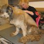 Photo of Hundefriseur Berressem