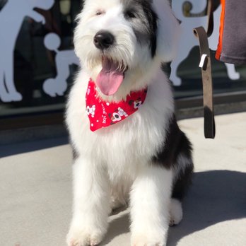Buddies - Pet Groomers Near Me - Las Vegas, Nevada