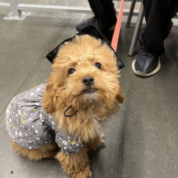 PetSmart - Graduation - Pet Training Near Me - Dublin, California PetSmart - Graduation - Pet Training Near Me - Dublin, California